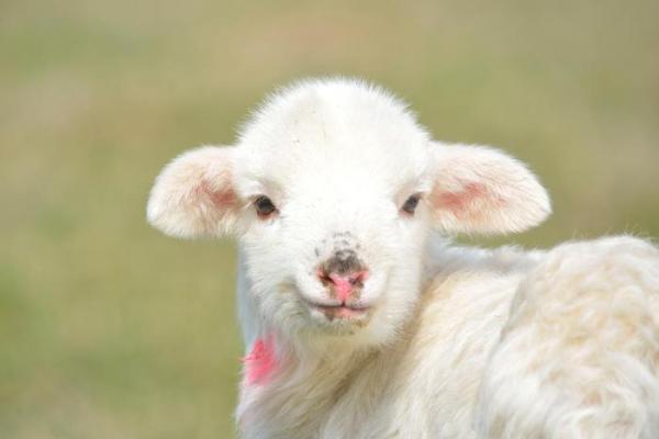 属羊2025虚岁多大 2025年属羊多大了