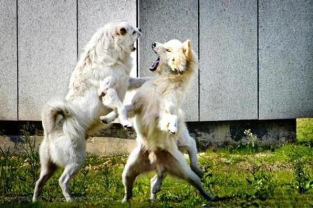 梦见狗打架是什么意思