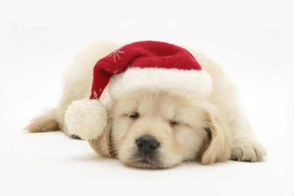 梦到小狗是什么意思