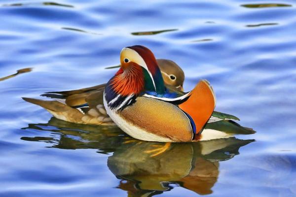 鸳鸯戏水是什么生肖