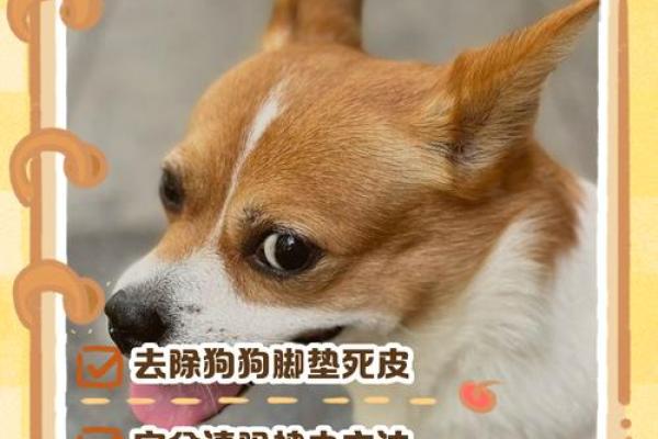 “手足无措”打一生肖是什么，手足无措是什么生肖答案解释释义落实