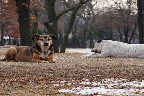 梦见狗咬自己的腿是什么预兆