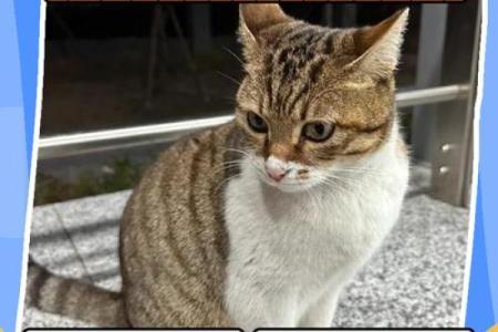 梦到小猫是什么征兆