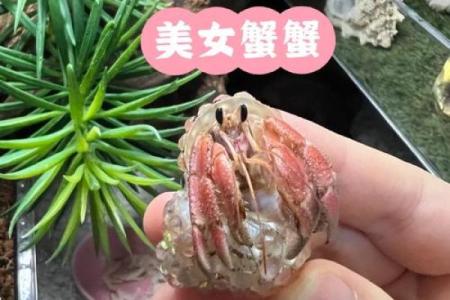 男人梦到螃蟹预示着什么意思