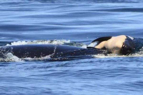 “灭顶之灾”打一最佳准确生肖，灭顶之灾打一最佳生肖答案解释释义落实