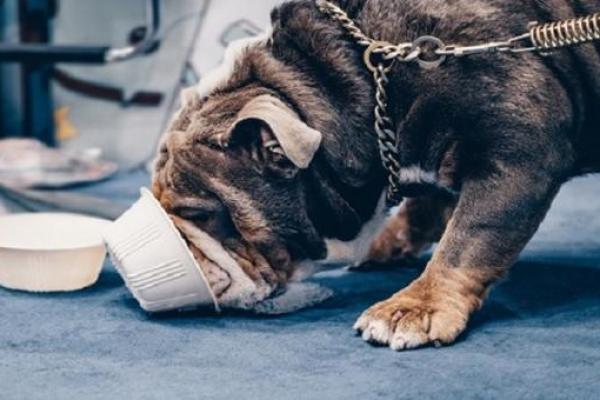 男人梦见狗咬自己财运怎么样