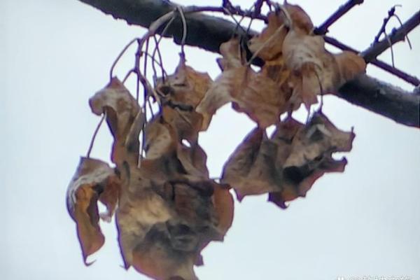 落叶归根打一生肖