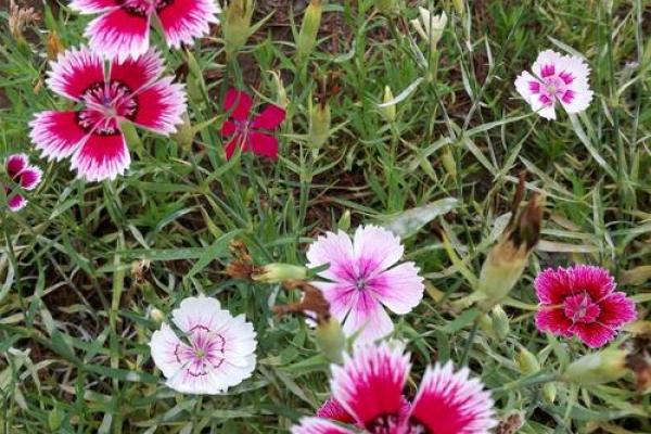 “韶光似箭”打一准确生肖，韶光似箭最准确的生肖答案解释释义落实