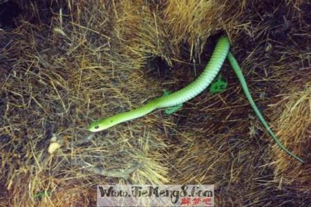 梦见遍地都是蛇