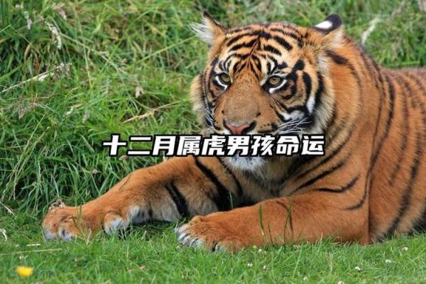 12月份出生的属虎男孩如何取名字姓名